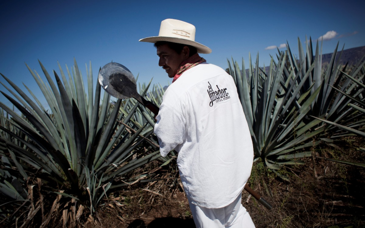 Bioüzemanyag készülhet a tequila alapanyagából