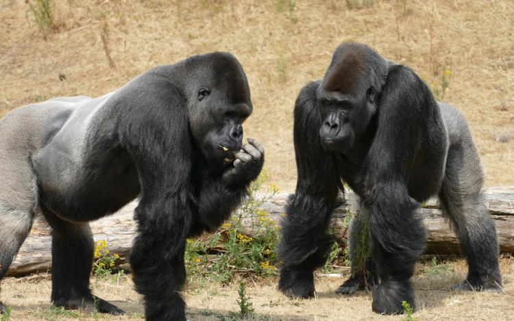 Az európai állatkertek hím gorillákat akarnak leölni