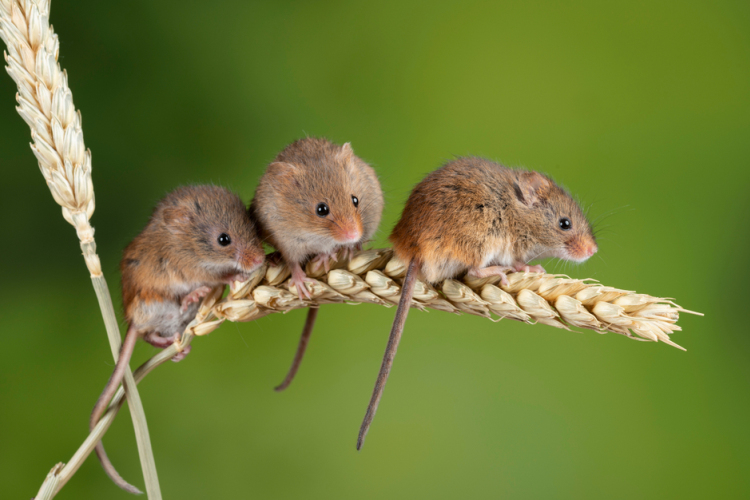 Az év emlőse, a törpeegér lesz a főszereplő a Fővárosi Állatkertben szombaton