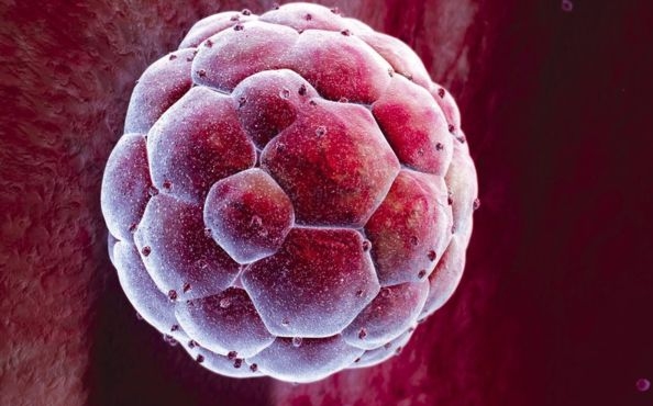 Emberi embriók génszerkesztéséhez kaptak engedélyt brit kutatók
