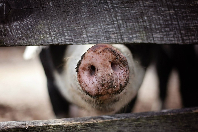 Megnyílik a kamat- és költségmentes hitellehetőség a sertéstartóknak