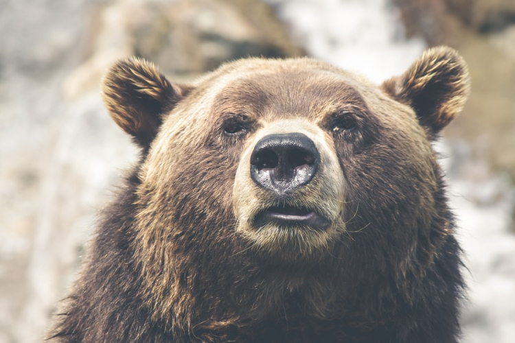 Feltehetőleg medve ölt meg egy idős embert a székelyföldi Gyergyóújfalu határában 