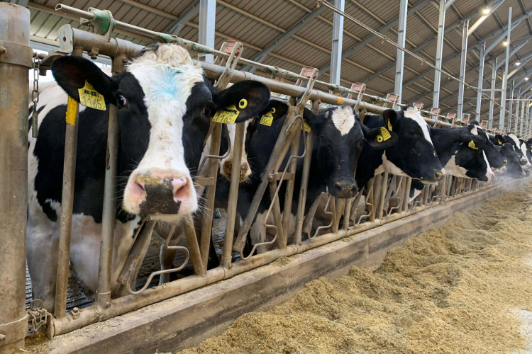 Nébih: enyhített a korlátozáson kívüli területeken a ragadós száj- és körömfájás miatt hozott intézkedéseken az állategészség